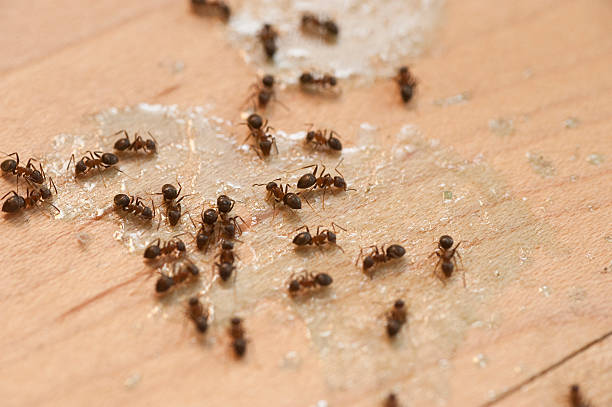 Best Commercial Pest Control Services  in Tazewell, TN