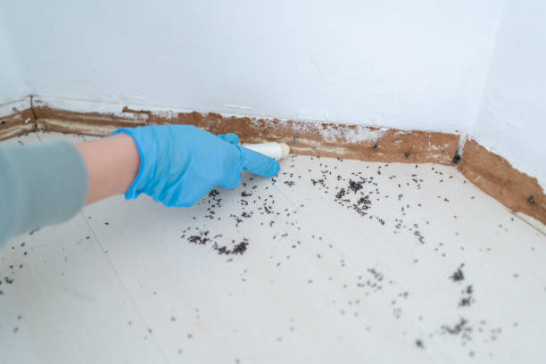 Best Emergency Pest Control  in Tazewell, TN